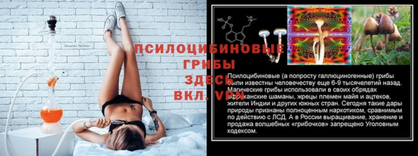 крисы Новокубанск