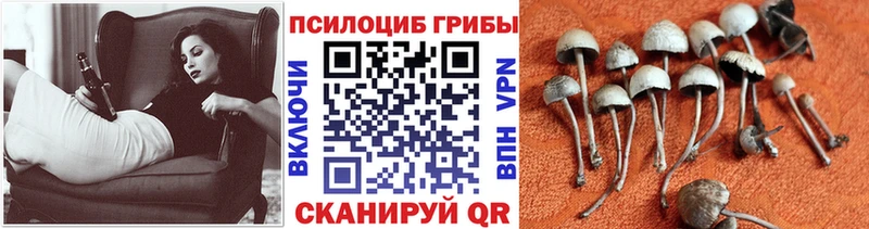наркошоп  shop какой сайт  гидра маркетплейс  Галлюциногенные грибы мицелий  Островной 